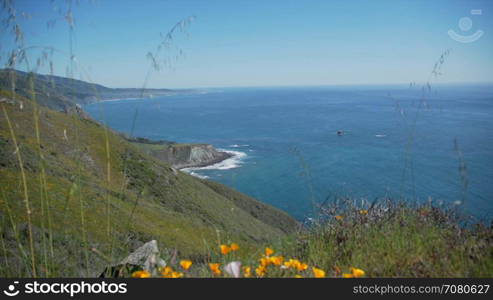 Pan down of poppies near pacific ocean