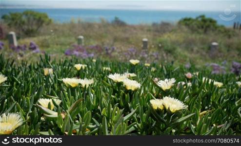 Pan of African Mesembryanthemum flowers on Pismo Beach