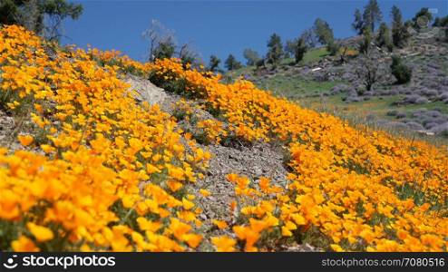 Pan right to bright orange California poppies against a bright blue spring sky