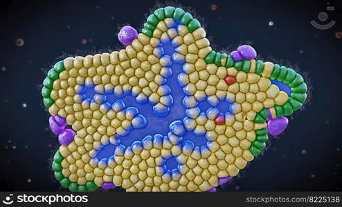 Pancreatic development begins with the formation of a dorsal and ventral pancreatic bud. 3d illustration. Medical of Pancreatic Development