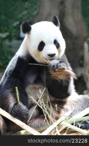Panda bear eating bamboo . Giant panda bear eating dry bamboo close-up