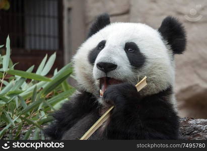 Panda goes on a background of green grass.. Panda goes on a background of green grass