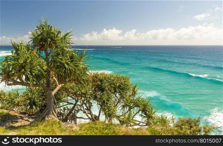 Pandanus palms and rocky headlands along the Queensland coastline