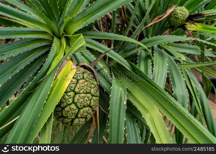 Pandanus tectorius tree and green leaves with raw hala fruit. Tahitian screwpine branch and green fruit on seashore beach. Clean beach environment. Herbal use for diuretic and relieve a fever.
