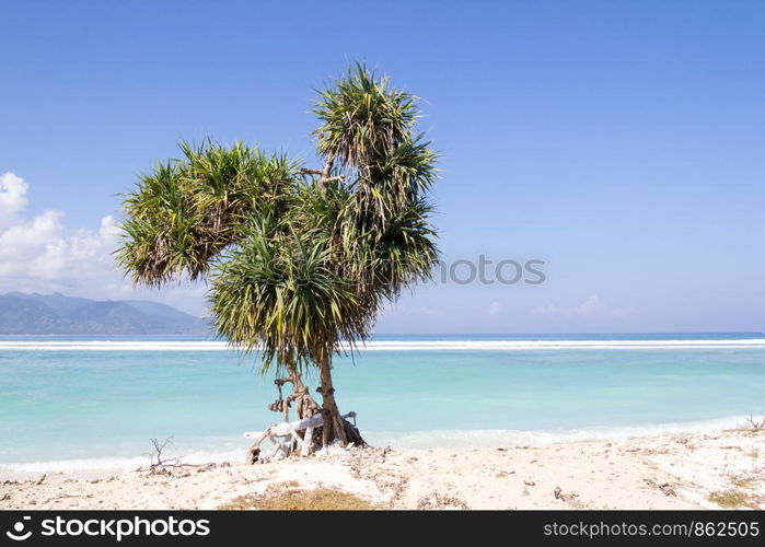 Pandanus tree on white sand beach, Gili Trawangan, Indonesia