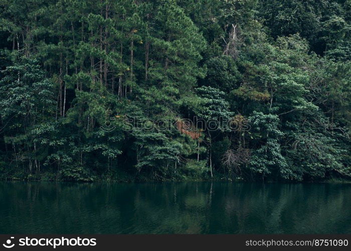 Pang oung lake and pine forest in Mae Hong Son , Thailand 
. pine forest in Mae Hong Son , Thailand 
