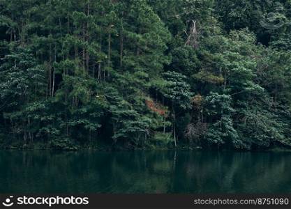 Pang oung lake and pine forest in Mae Hong Son , Thailand 
. pine forest in Mae Hong Son , Thailand 

