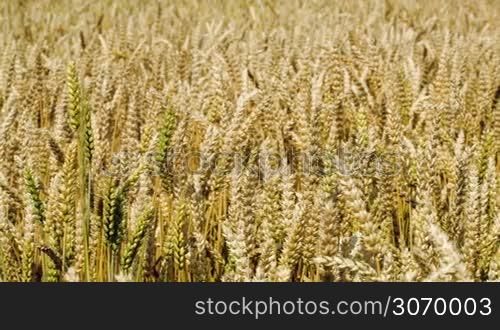 Panning close-up shot of field with wheat swinging in the wind