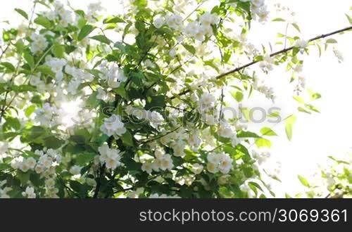 Panning shot of an apple tree in blossom and sun shining through its branches