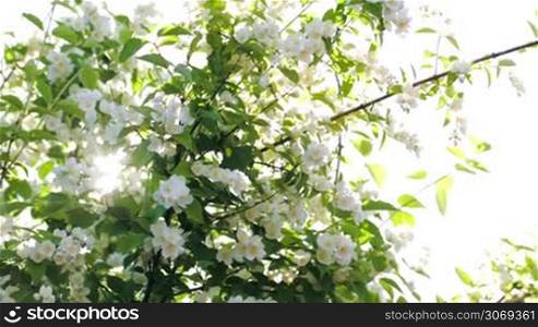 Panning shot of an apple tree in blossom and sun shining through its branches