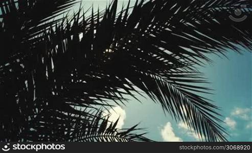 Panning shot of bright sun shining through the palm leaves. Tropical scene