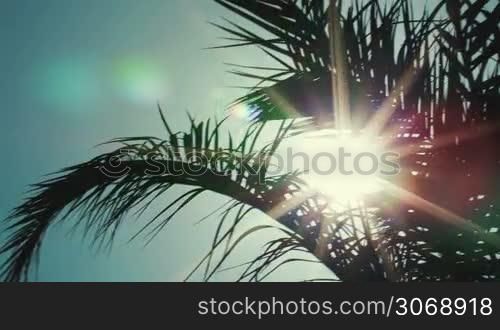 Panning shot of sun twinkling in palm leaves against clear sky