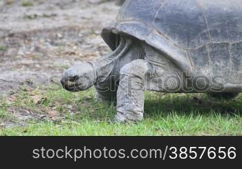 Panning with a large tortoise walking on the grass