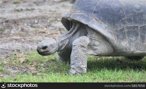 Panning with a large tortoise walking on the grass