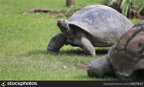 Panning with a large tortoise walking on the grass