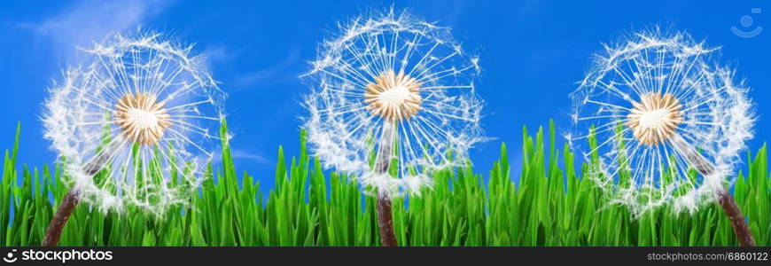 Panorama, 3 Dandelions in the grass against a blue sky with white clouds