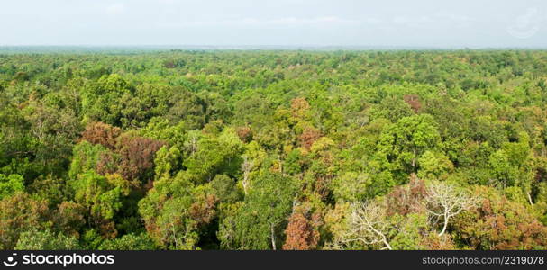 Panorama, aerial view. Sunrise shines down around peat swamp forest, beautiful shaped, shadow and green canopy. Sirindhorn Peat Swamp Forest Nature Research and Study Centre, Narathiwat, Thailand. Summer season. Copy space.