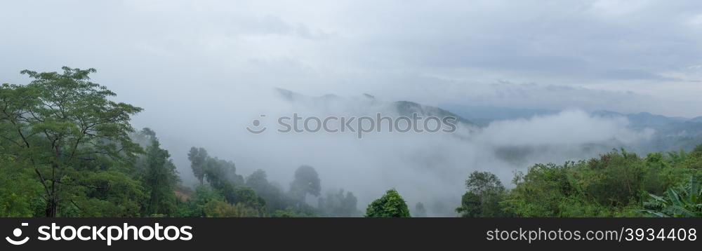 Panorama fog covered trees The rear fog after rain forest on the mountain.