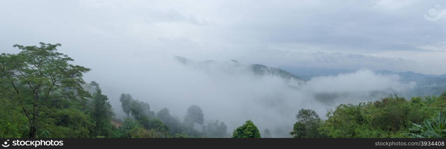 Panorama fog covered trees The rear fog after rain forest on the mountain.