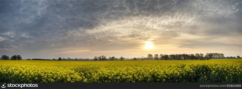 Panorama landscape rapeseed canola field in diffuse morning sun