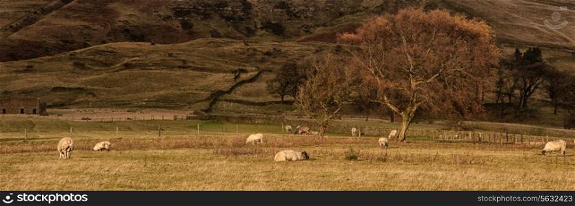 Panorama landscape sheep grazing in sunlight in Autumn