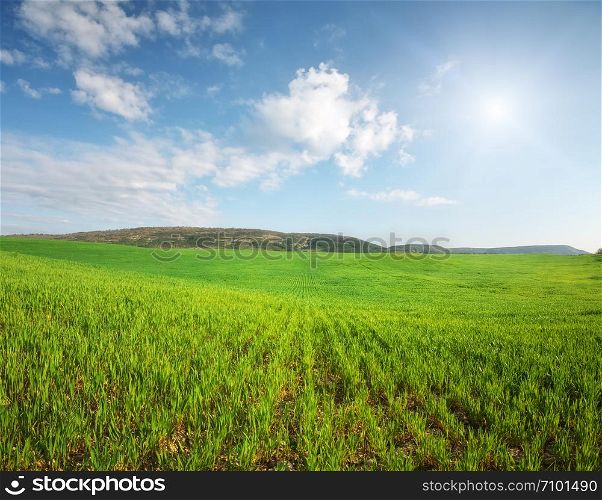 Panorama meadow of wheat. Nature composition.