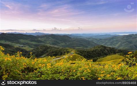 Panorama mountain sunrise scene with wild Mexican sunflower valley  Tung Bua Tong   at Doi Mea U Koh in Maehongson Province, Thailand.