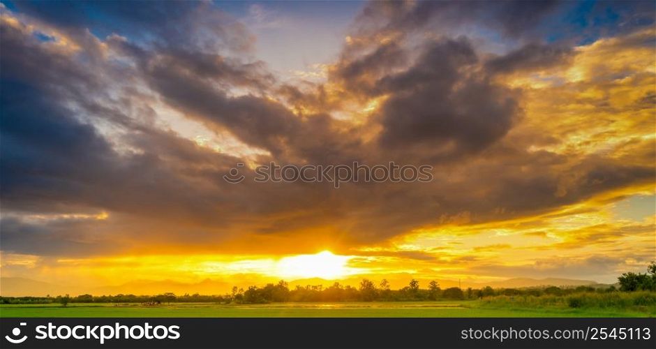 Panorama natural scenic beautiful sunset and rice field agricultural background