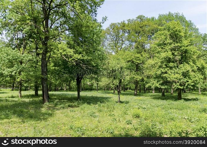 Panorama of a beautiful green forest in summer, Ludogorie, Bulgaria