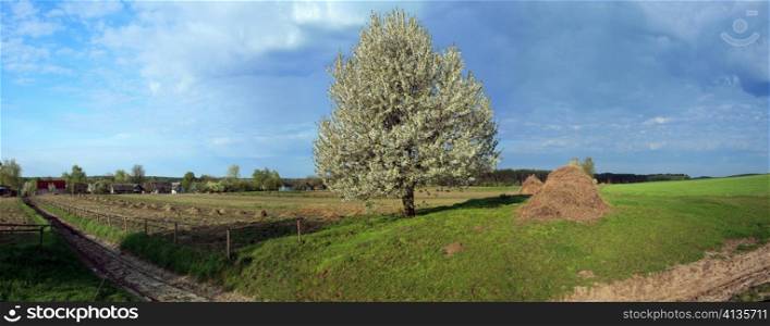 Panorama of a blooming tree in a field