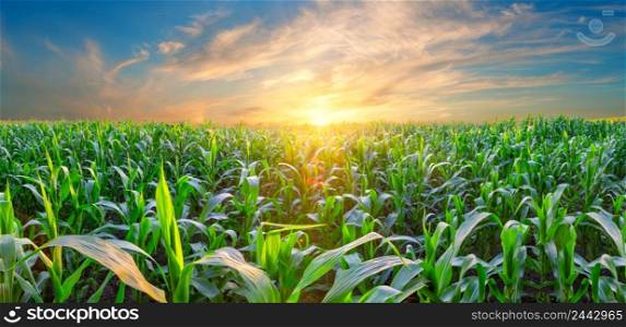 Panorama of a corn field at sunset. Panorama of corn field at sunset