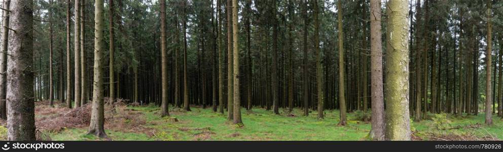 Panorama of a forest with conifers moss and grass
