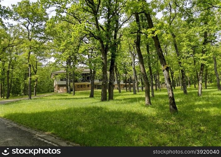 Panorama of a path through a lush green summer forest, Ludogorie, Bulgaria