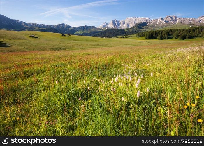 Panorama of alpine meadow at summer, Dolomites mountains, Italy