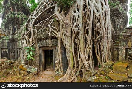 Panorama of ancient stone door and tree roots, Ta Prohm temple ruins, Angkor, Cambodia