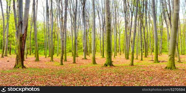 Panorama of autumn forest with yellow fallen leaves and green trees