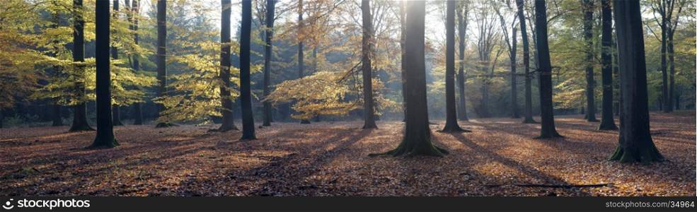 panorama of autumn leaves and beech trees in the fall near austerlitz in the province of utrecht