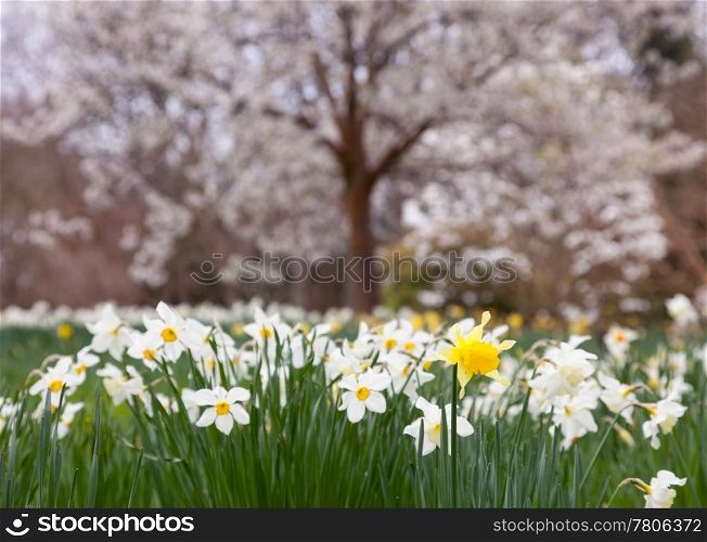 Panorama of banks of daffodil flowers with distant trees in blossom