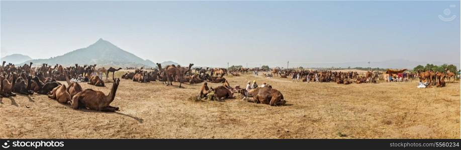 Panorama of camels camp at Pushkar Mela (Pushkar Camel Fair). Pushkar, Rajasthan, India