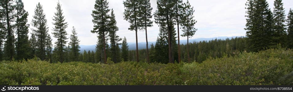 Panorama of central Oregon forest & Mountains, Newberry National Volcanic Monument, Central Oregon