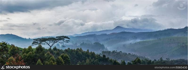 Panorama of cloudy morning in hills with lonely tree on sunrise in hills. Kerala, India