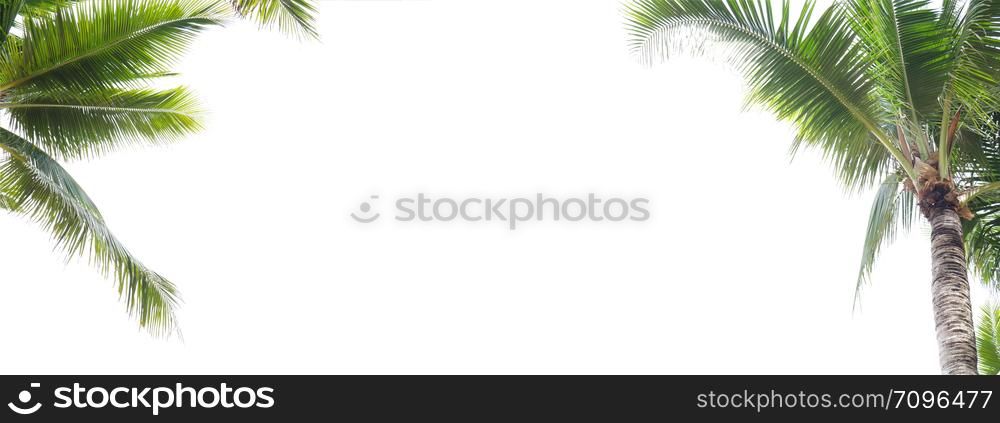 Panorama of coconut leaf frame isolate on white background whit copy space, Summer concept.