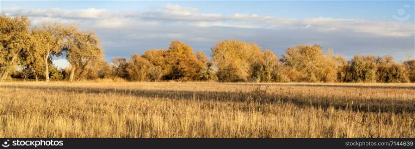 panorama of cottonwood trees and meadow in late fall scenery along the Poudre River Trail in northern Colorado