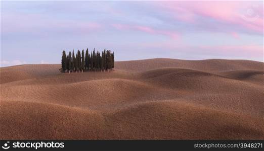 Panorama of cypress grove at the field. Tuscany, Italy, Europe.