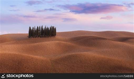 Panorama of cypress grove at the field. Tuscany, Italy, Europe.