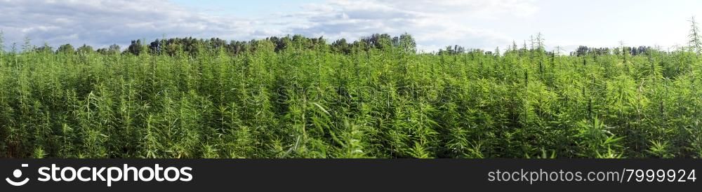 Panorama of farm field with green marijuana