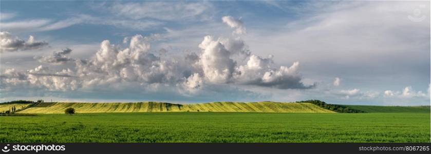 Panorama of farmland. Panorama. Legumes and cereals field against the sky.
