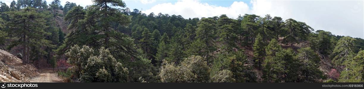 Panorama of forest in Troodos mountain in Cyprus