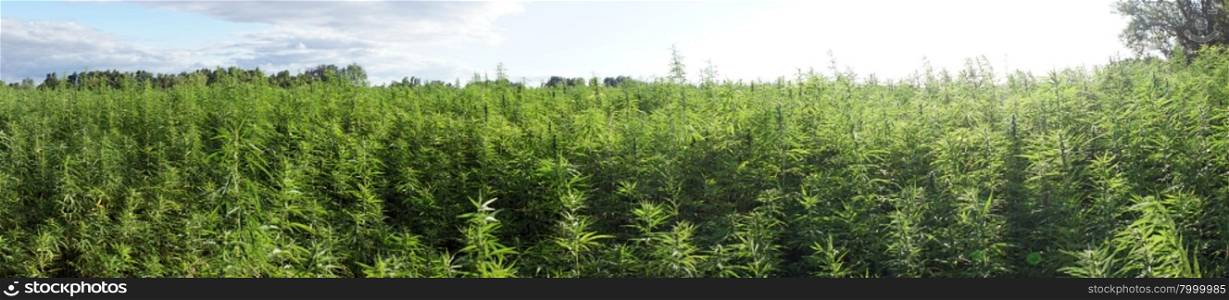Panorama of fsrm field with marijuana