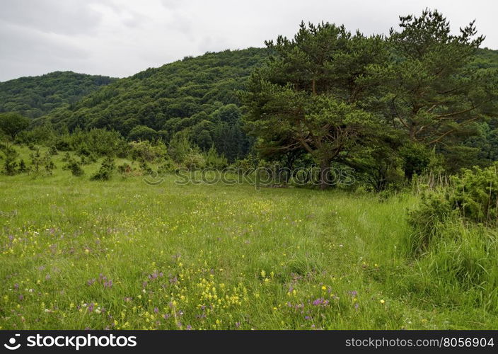 Panorama of glade and green forest, Vitosha mountain, Bulgaria